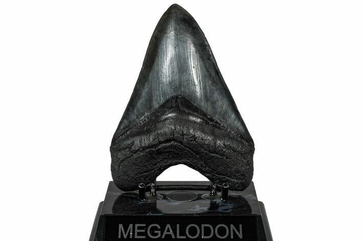 Serrated, Fossil Megalodon Tooth - South Carolina #307435